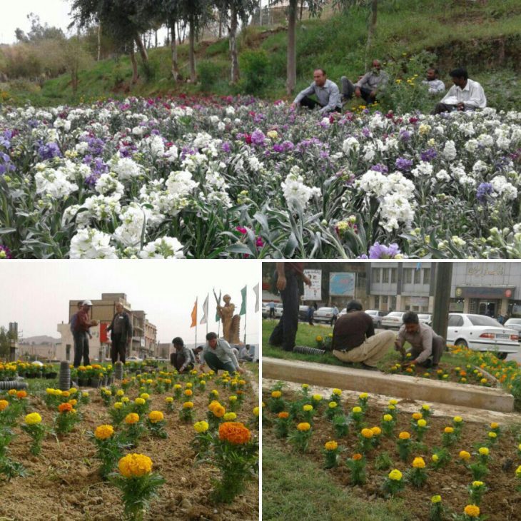 کاشت گلهای زینتی در میادین و بلوارهای سطح شهر مسجدسلیمان