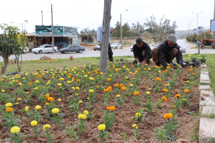 کاشت گلهای تزئینی و فرم دهی درختان در آستانه نوروز توسط شهرداری مسجدسلیمان