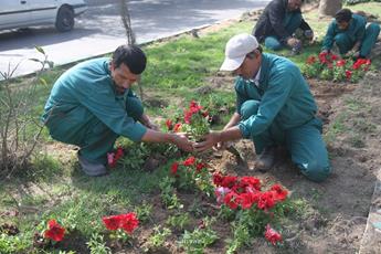 کاشت گل‌های فصلی در میدان ورودی شهر مسجدسلیمان