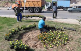 شروع عملیات کاشت گلهای فصلی توسط شهرداری مسجدسلیمان