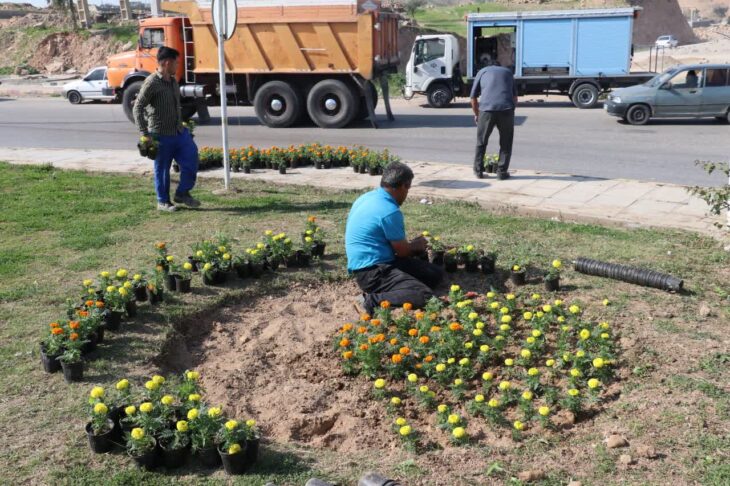 شروع عملیات کاشت گلهای فصلی توسط شهرداری مسجدسلیمان
