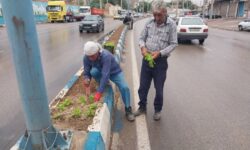 کاشت گل‌ فصلی در سطح بلوارها و میادین شهر مسجدسلیمان آغاز شد