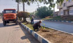 عملیات کاشت درخت برهان گلی و گل کاغذی در برخی بلوارهای سطح شهر 